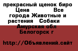 прекрасный щенок биро › Цена ­ 20 000 - Все города Животные и растения » Собаки   . Амурская обл.,Белогорск г.